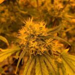 Department of Health and Human Services Recommends DEA Reclassify Cannabis to Schedule III