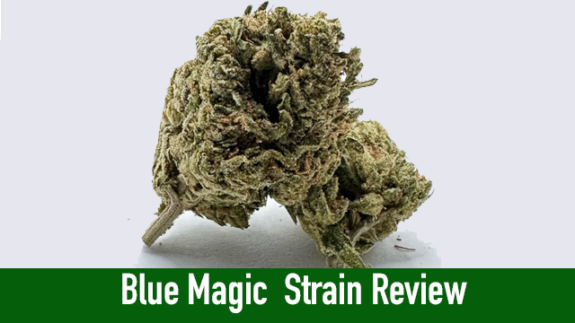 blue magic strain